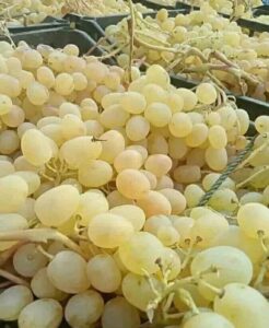 مقایسه انگور دیم و آبی (Rainfed vs Irrigated Grapes)