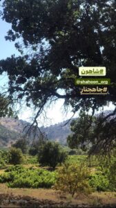 حمایت از باغداران با خرید لواشک غوره شاهون حمایت از باغداران با خرید لواشک غوره شاهون