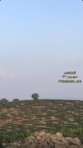 فرآوری غوره در منطقه شاهون برای تولید لواشک فرآوری غوره در منطقه شاهون برای تولید لواشک