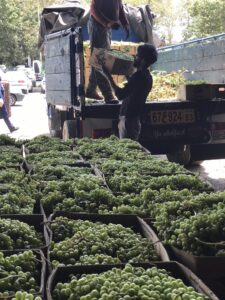 لواشک سالم و طبیعی شاهون از غوره شاهون برای حمایت از باغداران لواشک سالم و طبیعی شاهون از غوره شاهون برای حمایت از باغداران